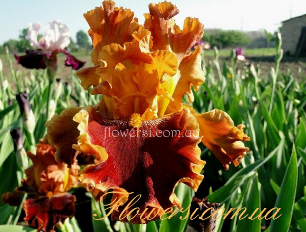 Ирис Копатоник (Copatonic )  