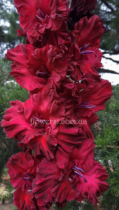 Гладiолус Кемер 