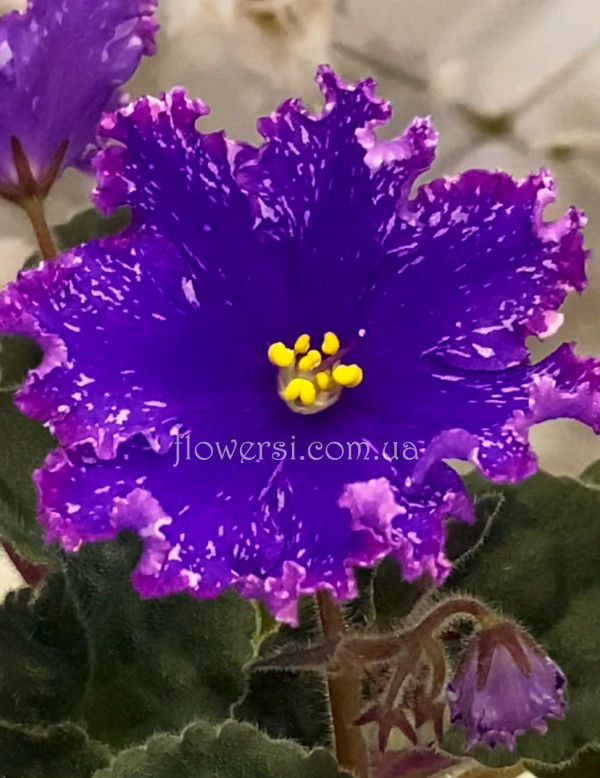 Фіалка НД-Матрица