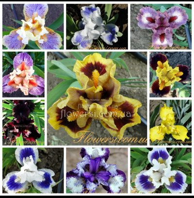Набір карликових ірисів-11шт