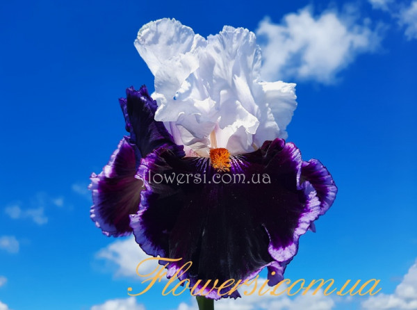 Ірис № 6(Сіянець Г.Витiвськой)