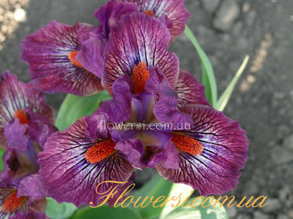 Ирис  Крейзин (Craisin)