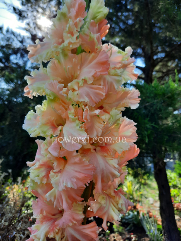 Гладiолус Твореніе Осені