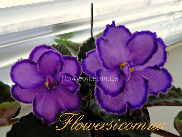 Фиалка М-Пурпурный Мираж люкс (условно)