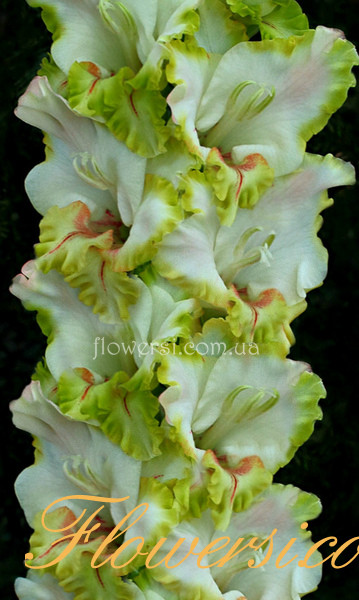 Гладiолус Jokdaris (Екдаріс) 