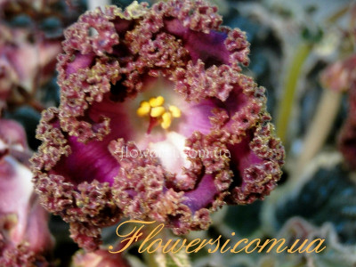 Фиалка ЛЕ-Версаль