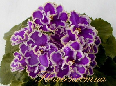 Фиалка ЛЕ-Эсмеральда 
