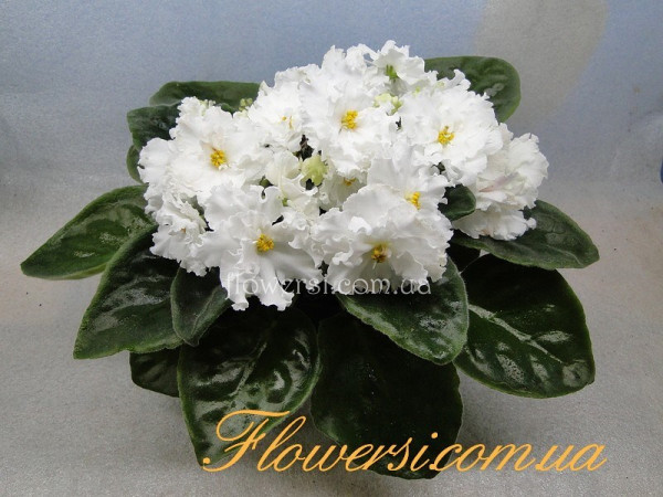 Фиалка ЕК-Белая Королева