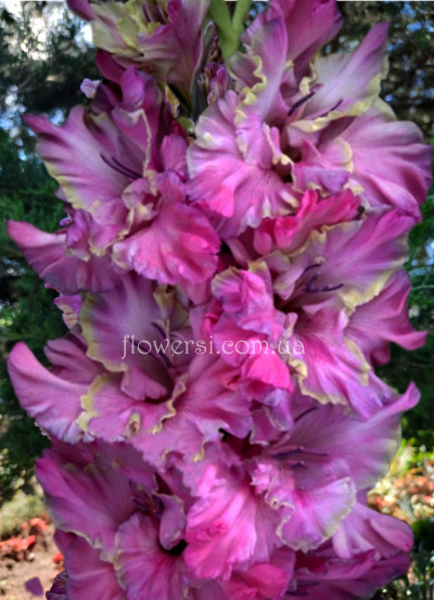 Гладiолус Вуаль в сiреневом 