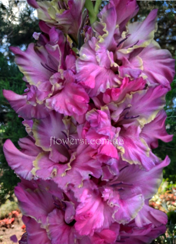 Гладiолус Вуаль в сiреневом 