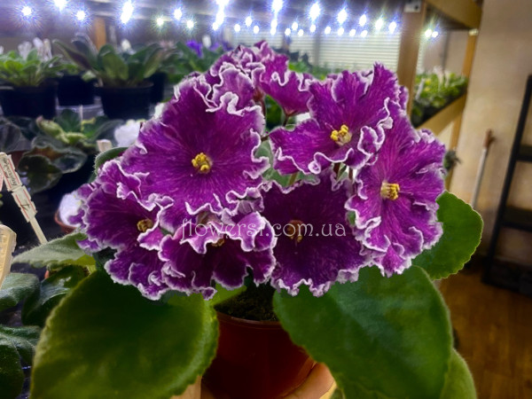 Фіалка АВ-Просто Космос