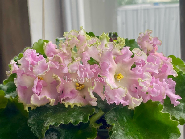 Фіалка АВ-Солнце-Клеш