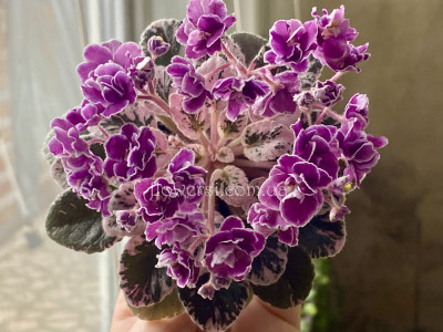 Фіалка Hector(Pittman, Hortense)