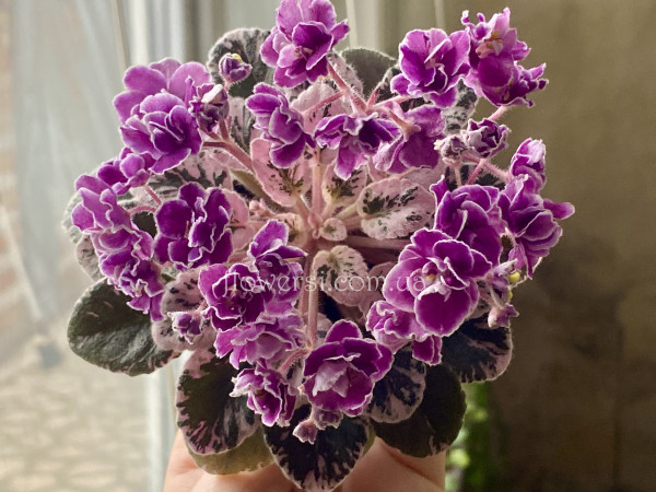 Фіалка Hector(Pittman, Hortense)