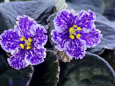 Фіалка ВаТ-Птица Счастья