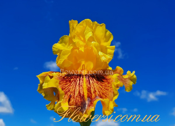 Ірис № 5 (Сіянець Г.Витiвськой)