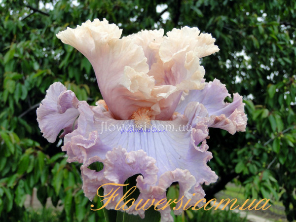 Ирис  Мэндолин Винд  (Mandolin Wind )