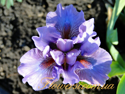 Ирис Бафитинг (Befitting)