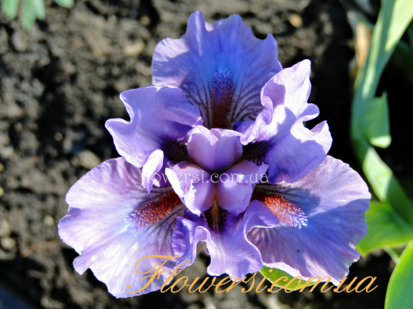 Ирис Бафитинг (Befitting)