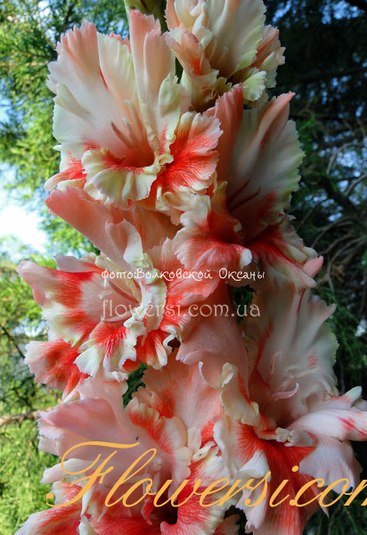 Гладiолус Ангел Сновіденій 