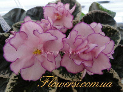 Фиалка СМ-Закарпатские Узоры 