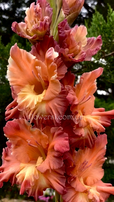 Гладiолус Все в шоколаді 