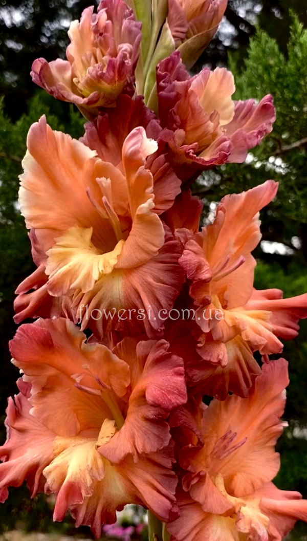 Гладiолус Все в шоколаді 