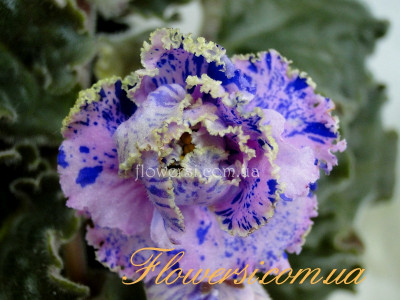  Фіалка ЛЕ-Киевские встречи