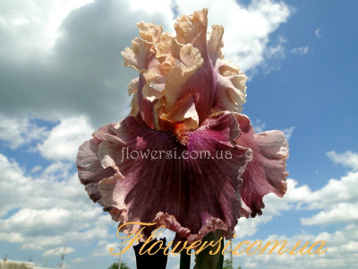  Ирис Притти Витч (Pretty Witch) 