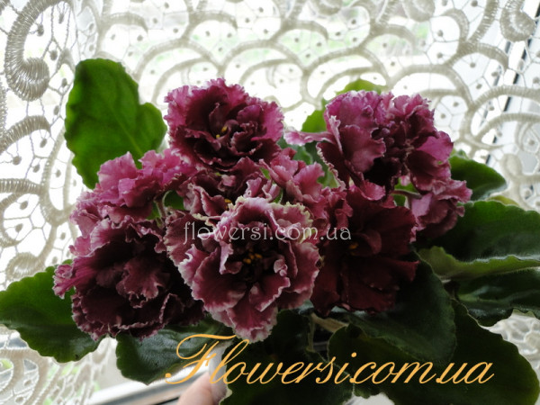 Фиалка ЛЕ-Маджента