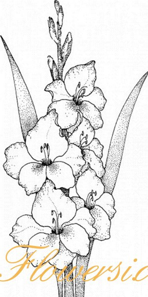 Гладiолус Пушистое облако ( А.Баранов)