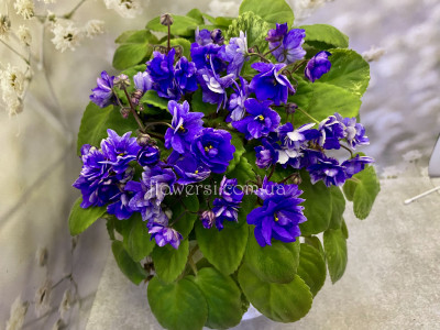 Фіалка Ramblin' Dots (трейлер)