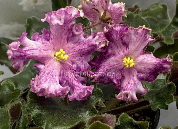 Фіалка Nik-Небожительница