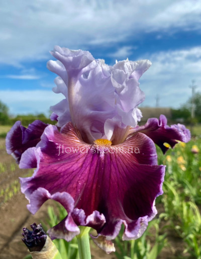 Ірис № 47 (Сіянець Г.Витiвськой)