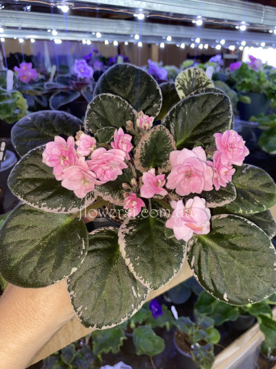 Фіалка Cajun's Roses Anyone