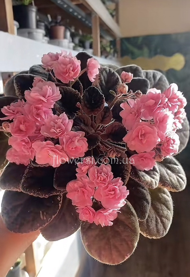 Фіалка Cajun's Roses Anyone