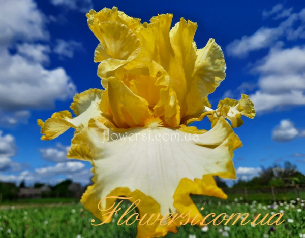 Ірис № 4 (Сіянець Г.Витiвськой)