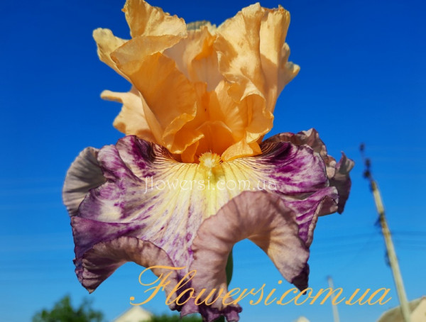 Ирис Техишин Трит  (Tahitian Treat)