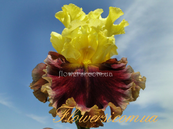 Ирис Ин зэ Ньюз (In The News)