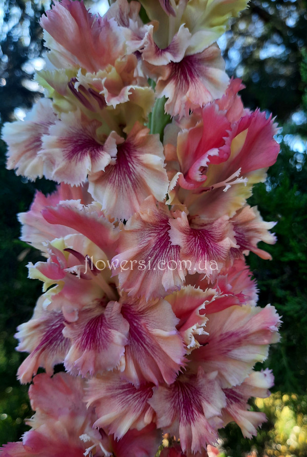 Гладiолус Долгожданний 