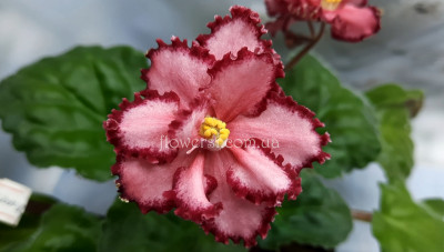 Фиалка  Дедушка (К.Морев)