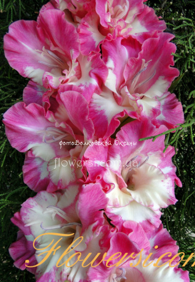 Гладiолус Чирі Пінк