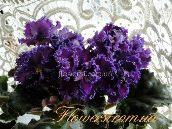 Фиалка РС-Жоржетта