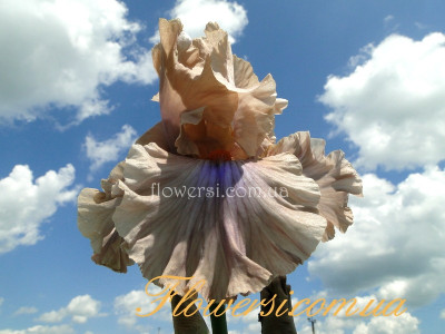 Ирис  Коффи Трейдер (Coffee Trader)