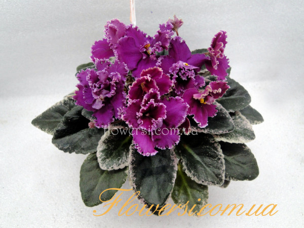 Фиалка Jolly Frills (Pittman) полумини