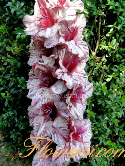 Гладiолус Deneb Exotic (Денеб Экзотік) 