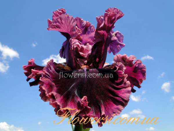 Ирис Романтик Джентльмен (Romantic Gentleman)