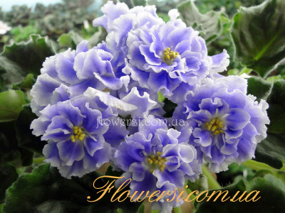 Фиалка Голубой Туман (Морев)