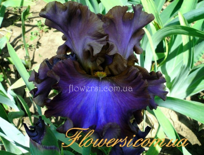 Ирис Чаривна Нич (Charivna Nich) 