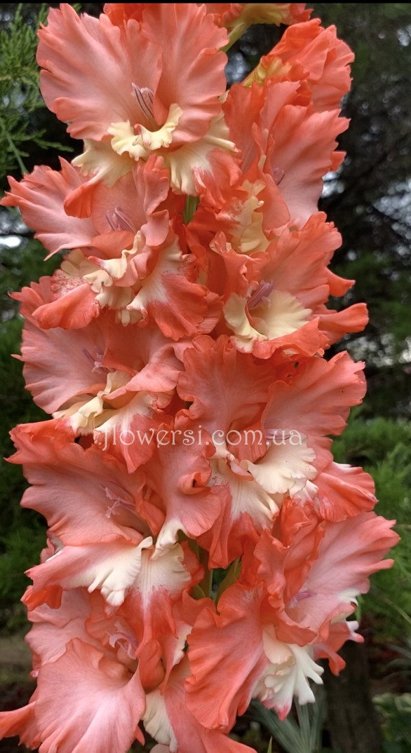 Гладiолус Нежний взгляд 